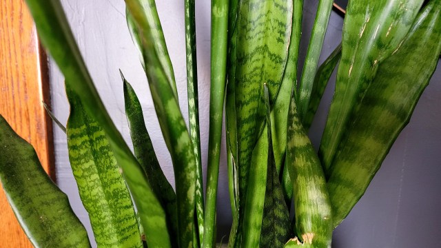 Snake Plant Care  Em Anderson Writing